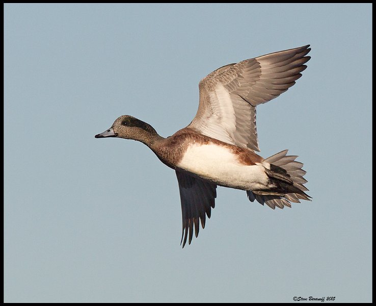 _5SB7710 american wigeion flight.jpg